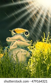 Very Cute Frog In Morning Light Forecaster Weatherman