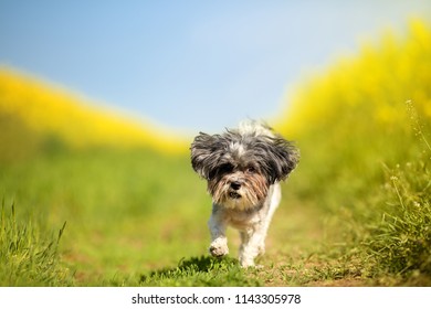 Shallow Field Images Stock Photos Vectors Shutterstock