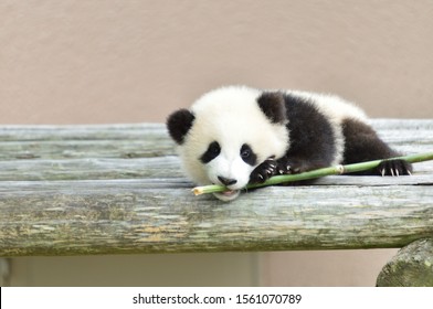 Very Cute Giant Panda Baby.