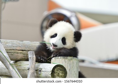 Baby Panda Bamboo Hd Stock Images Shutterstock