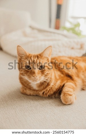 Very cute ginger cat looking at the camera