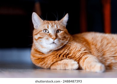 A very cute ginger tabby fat cat lies on the floor and wants to sleep. Closeup portrait. Sunlight and home comfort. The concept of domestic animals
 - Powered by Shutterstock