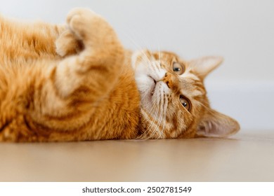 A very cute ginger tabby fat cat lies on the floor and wants to sleep. Closeup portrait. Sunlight and home comfort. The concept of domestic animals
 - Powered by Shutterstock