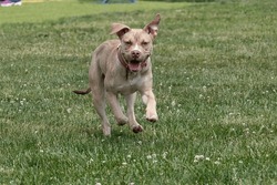 A Very Cute And Happy Light Brown Puppy Running In A Grassy Field. 