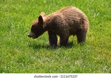 Very Cute Juvenile Black Bear Cub Playing Outside In The Grass.