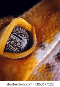 Very Cute Leapord Gecko Eye.