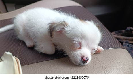 Very Cute Little Puppy Sleeping In The Car