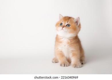 very cute little red kitten of the British breed is isolated on a white background, a golden chinchilla - Powered by Shutterstock