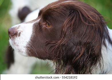 601 Liver white spaniel Images, Stock Photos & Vectors | Shutterstock