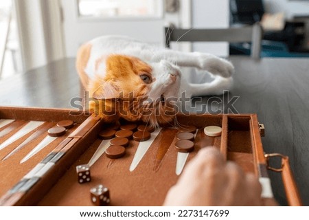 A very cute long haired orange and white lies on a backgammon set on his back while his owner plays the game on a table inside a home.