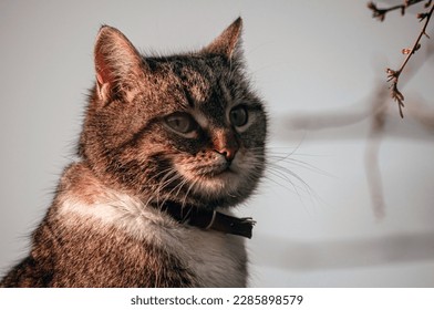 very cute looking cat image - Shutterstock ID 2285898579