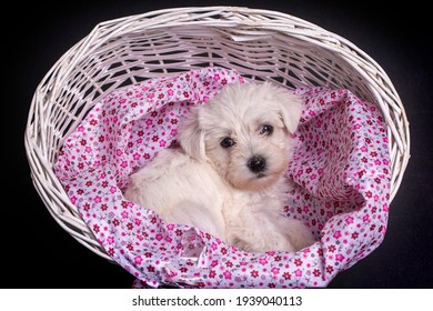 Very Cute Maltese Terrier Puppy Dog