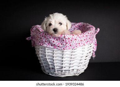 Very Cute Maltese Terrier Puppy Dog