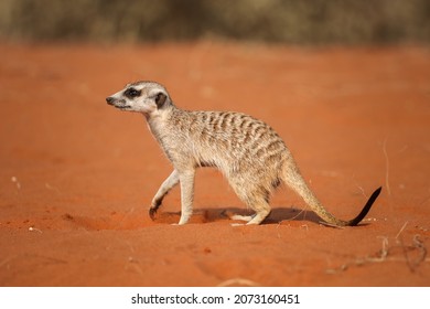 A very cute meerkat in the Kalahari Desert, Namibia.