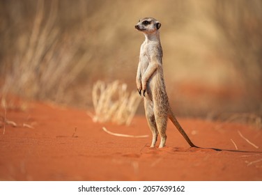A very cute meerkat stands in the Kalahari Desert, Namibia