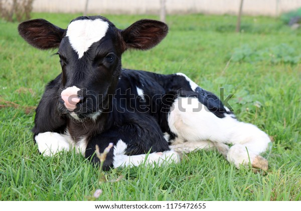 草の上に横たわる 生まれたてのホルスタインの子牛はとてもかわいい子ども の写真素材 今すぐ編集