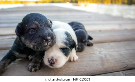 Miniature Schnauzer Puppy High Res Stock Images Shutterstock