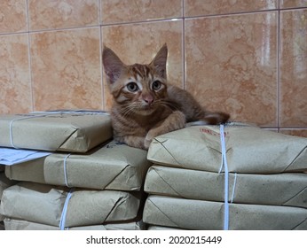 Very Cute Orange Cat, Very Cute Orange Cat, On A Pile Of Things