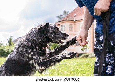 A Very Cute Photograph Of A Dog Shaking Hands With A Man In A Lawn In Front Of A House