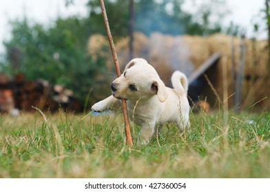 Very Cute Puppy Lying On Green Grass Chewing His Favorite Stick...