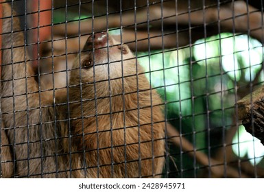 a very cute sloth is lazing around in a cage