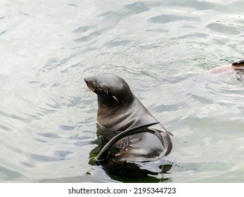 Very Cute Spotted Seal Pops Up In The Waves.