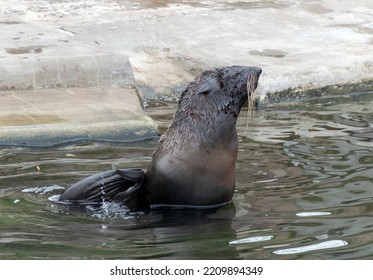 Very Cute Spotted Seal Pops Up In The Waves.