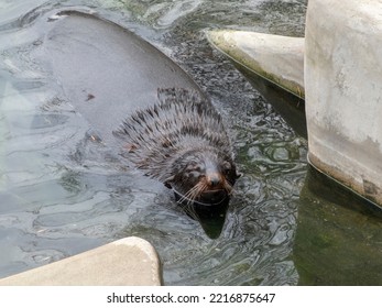 Very Cute Spotted Seal Pops Up In The Waves.