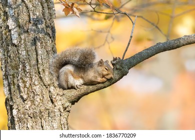 Sleeping Squirrel : Images, Photos Et Images Vectorielles De Stock ...