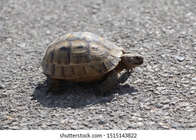 164 Very cute baby crawling Images, Stock Photos & Vectors | Shutterstock