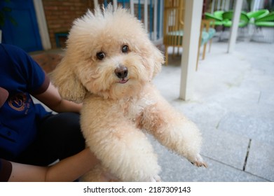 Very Cute White Fluffy Dog