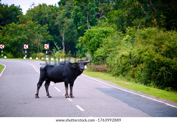 A very dangerous\
animal standing in the middle of the road. Danger to the driver,\
collision with an animal. The water buffalo (Bubalus bubalis)\
crosses the road, Sri Lanka