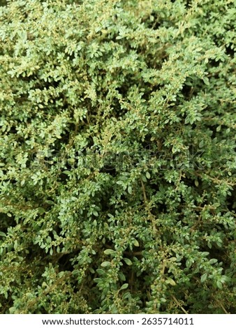 Very dense and verdant patch of moss. The individual strands are fine and tightly interwoven, creating a soft, carpet-like texture across the surface. The overall color is a vibrant green.