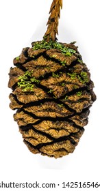 Very Detailed Macro Photography Of A Redwood Cone With Lichen