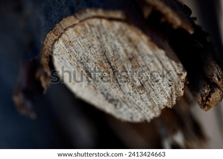 Similar – Image, Stock Photo wood Environment Nature