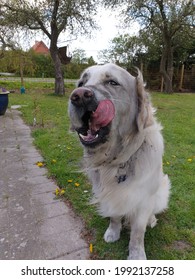 A Very Dirty Golden Retriever Licking It's Mouth.