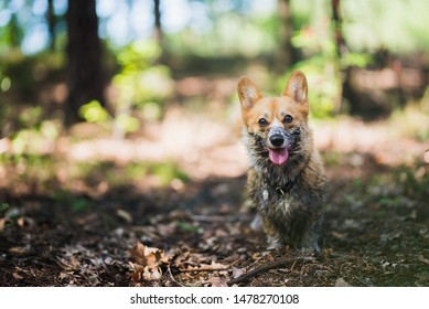 Very Dirty From Mud  Welsh Corgi Pembroke Dog Happy In The Forest