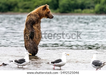 Very doubtful bear in the lake
