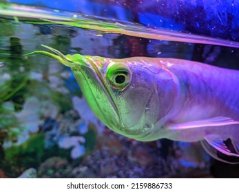very expensive silver arowana fish
