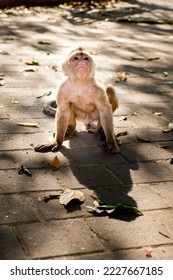 A very expressive capuchin monkey looking up on the street in Ecuador - Shutterstock ID 2227667185