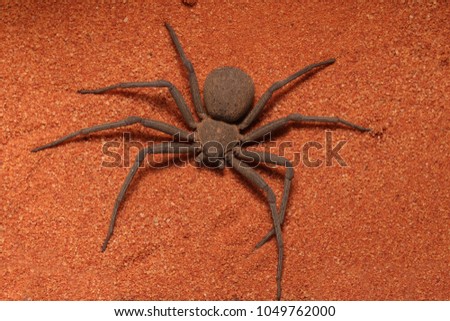 Very fast and creepy six-eyed Sand Spider (Sicarius sp) - quick catching and killing of their prey.