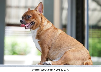 Very Fat Brown Chihuahua Dog