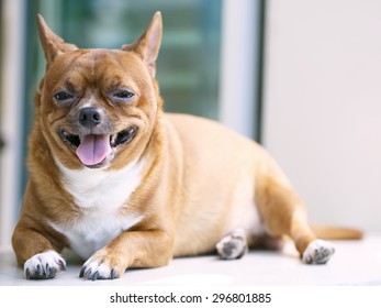 Very fat Brown chihuahua dog
