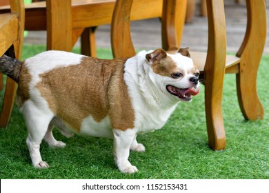 Very fat chihuahua dog