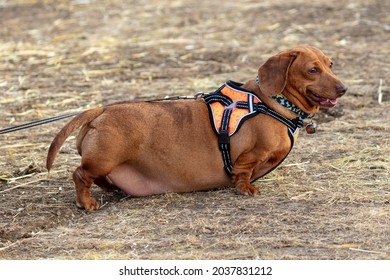 Very Fat, Obese Mini Smooth Haired Dachshund Dog