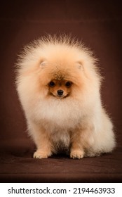 Very Fluffy Dog Poses For A Photo. The Breed Of The Dog Is The Pomeranian