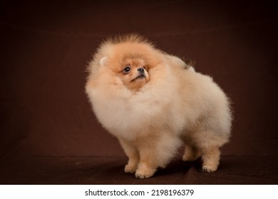 Very Fluffy Dog Poses For A Photo. The Breed Of The Dog Is The Pomeranian