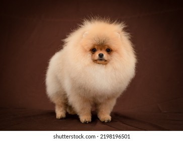 Very Fluffy Dog Poses For A Photo. The Breed Of The Dog Is The Pomeranian