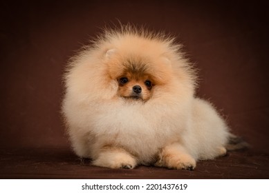 Very Fluffy Dog Poses For A Photo. The Breed Of The Dog Is The Pomeranian