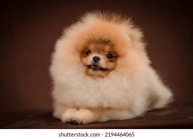 Very Fluffy Dog Smiling Sweetly. The Breed Of The Dog Is The Pomeranian